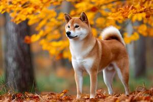 Shiba inu dog standing on fallen autumn leaves in a forest photo
