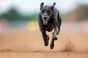 Greyhound running fast on the sand track during a race photo