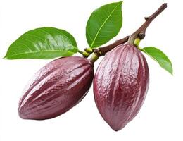 Two cacao pods on a branch with leaves photo