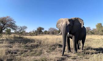 An elephant standing in a field with a tree in the background photo
