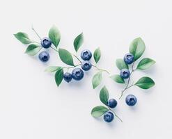 Fresh blueberries arranged on sprigs against a white background photo