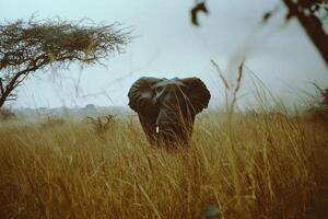 Elephant in golden tall grass photo