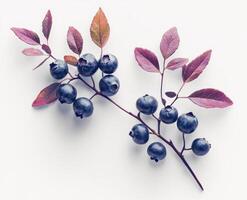 Close-up of fresh blueberries on a branch photo