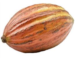 Single cocoa pod against white background photo