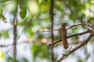 A brown bird is perched on a branch in the forest photo