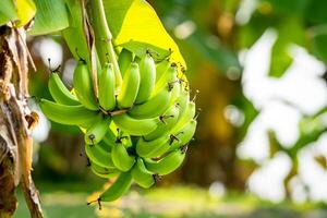 A bunch of green bananas hanging from a tree photo