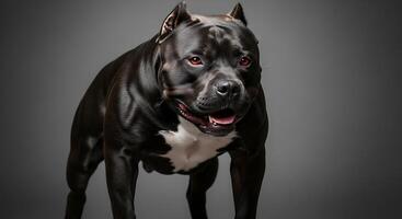 A black pit bull dog with red eyes photo