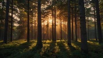 Enchanting forest scene with sunlight filtering through the trees at sunset photo