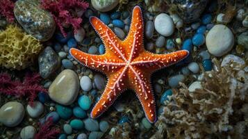 Stunning orange starfish lying among colorful rocks and algae on the seabed photo