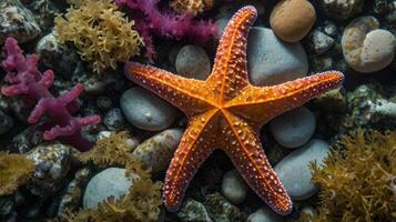 Vibrant Starfish Amidst Colorful Coral and Smooth Rocks Underwater Scene photo