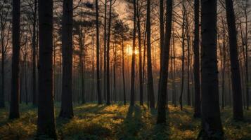 Enchanting Sunlight Filtering Through Tall Trees in a Dense Forest Landscape photo