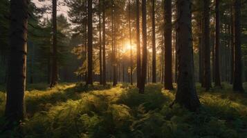 Capturing the ethereal beauty of a sun-drenched forest at golden hour photo
