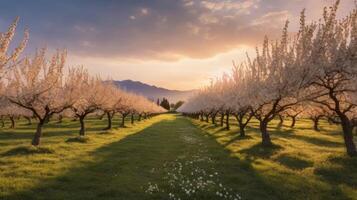 Blooming orchard at sunset with a picturesque view of the rows of trees photo
