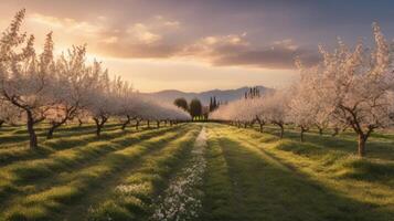 Serene Orchard at Sunset A Peaceful Landscape of Blossoming Trees and Mountains photo