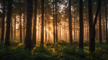 Sunlight Breaking Through Tall Trees in a Dense Forest at Dawn or Dusk photo