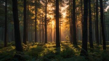Captivating sunlight piercing through a dense forest canopy creating a serene and magical atmosphere photo