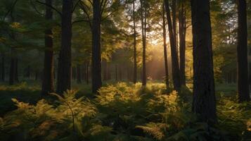 Sunlight Filters Through Forest Trees Illuminating Ferns on the Ground photo