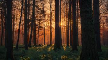 Enchanting forest landscape with sunlight streaming through the trees at sunset photo