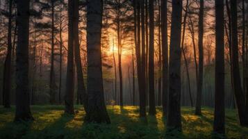 Mystical Forest Landscape with Golden Sunlight Streaming Through Trees at Sunset photo