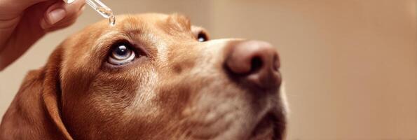 Veterinarian Carefully Administering Eye Drops to a Dog in a Calming Environment With Soft Cream Tones photo