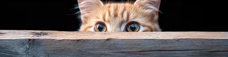 Curious cat peeking through wooden staircase slats in cozy home setting photo