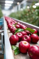 Vibrant apple factory production line showcasing fresh harvested apples and lively branding efforts photo