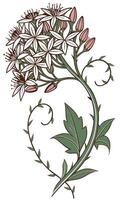 Close-up of the Sedum flower arranged beautifully and decorated with vines vector