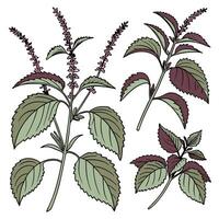 Collection set of Perilla, In different perspectives vector