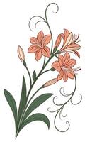Close-up of the Clivia flower arranged beautifully and decorated with vines vector