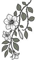 Close-up of the Thunbergia flower arranged beautifully and decorated with vines vector