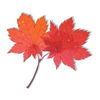 Hand-drawn autumn colored red maple leaves isolated on white background vector