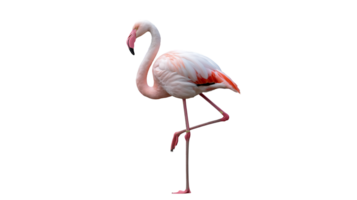 A pink flamingo standing on its legs png