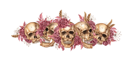 Human skull realistic with dark red roses, dried flowers and feathers watercolor illustration. Bones in gothic style. Day of the Dead, Halloween, Dia de los muertos. Isolated. Frieze, border, ribbon. png