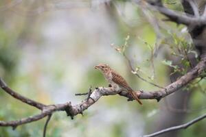 A small brown bird sitting on a branch photo