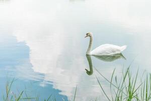 A white swan floating in a lake with grass photo