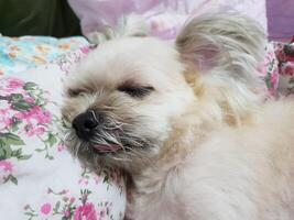 A small dog sleeping on a pillow photo
