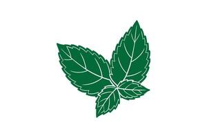 Fresh Green Mint Leaves Illustration in Silhouette Style with Detailed Veins and Serrated Edges on a White Background silhouette vector