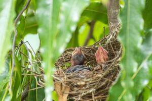 Two birds are sitting in a nest on a tree photo