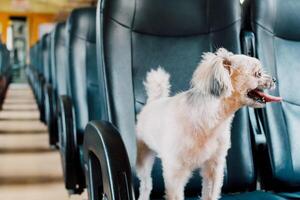 A small white dog standing on a seat in a train photo