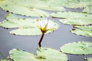 A single white flower is growing on a leaf photo