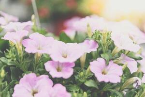 Pink flowers in a pot on a sunny day photo