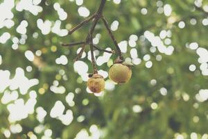 Two walnuts hanging from a tree branch photo