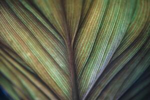 A close up of a leaf with green and brown stripes photo