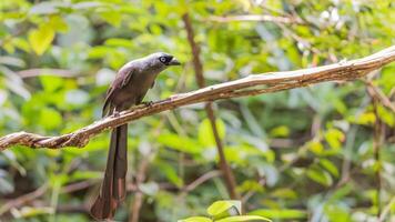 A bird with long tail sitting on a branch photo