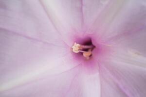 A close up of a flower with a white center photo