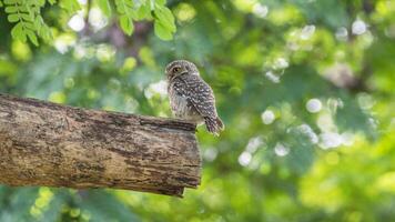 A small owl perched on a branch in the forest photo