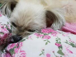A small dog laying on a bed with a flower pattern photo