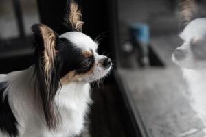 Dog chihuahua breed looking at something photo