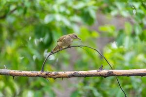 A bird is perched on a branch in the forest photo