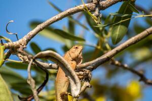 A lizard is sitting on a branch of a tree photo